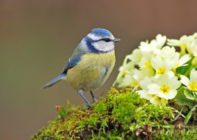 conference-biodiversite-villes-villages-lpo.png